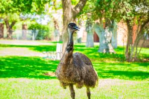 a bird standing in the grass in a park at Accommodation Black Ginger in Warrenton