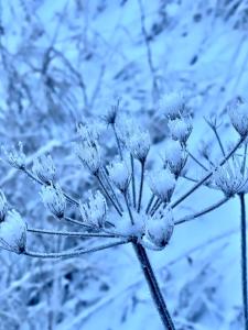Alpenfels Apartments - Zwieselstein في سولدن: فرع شجرة مغطى بالثلج