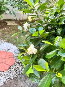 a bush with white flowers in a garden at Sirihouse at Supalai Bella Thalang Phuket in Phuket