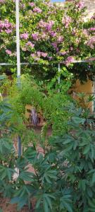 Taman di luar Mediterraneo Youth Hostel