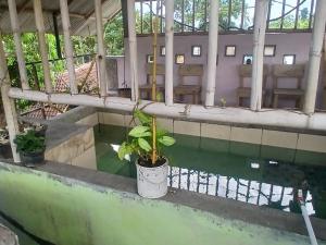 Басейн в Javalindra Homestay Tour and Travel або поблизу