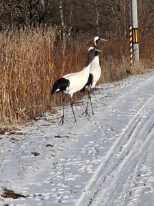 Tiere in der Pension oder in der Nähe