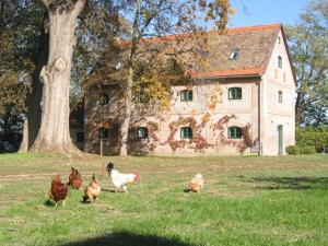 a group of chickens in a field in front of a building at The Bat Barn in Kelevíz