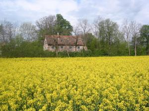 an old house in the middle of a field of yellow rapeseed at The Bat Barn in Kelevíz +7 photos