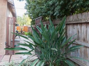 a plant in front of a wooden fence at Cozy Apt-Sequoia Parks Coast Wineries Skiing-All Day Trips in Visalia +43 photos
