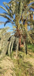 Fotografie z fotogalerie ubytování على عمر جبه v destinaci Siwa