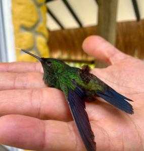 Άλλα ζώα σε αυτό το σαλέ ή στη γύρω περιοχή