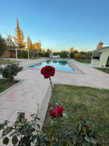 una rosa roja en el césped junto a una piscina en Deluxe Private Villa, en Marrakech