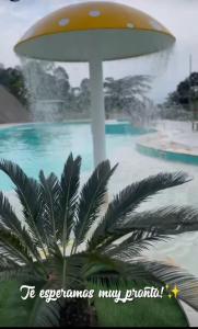 een palmboom voor een zwembad met een parasol bij Villa café in Vergara +6 foto's