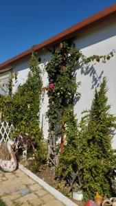 einen Garten mit zwei Pflanzen und zwei Weihnachtsbäumen in der Unterkunft Casita Anna Maria Potidea in Nea Potidaea