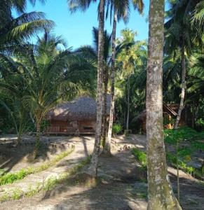 Κήπος έξω από το sunsetlodge Mentawai