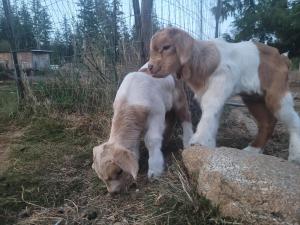 パウエル・リバーにあるGolden Rings Cabin on Homestead w Hot Tubの草むらで遊ぶ2匹の子犬 +20枚の写真