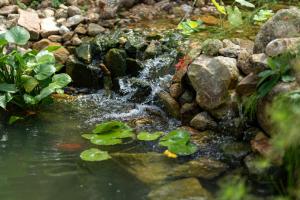 a stream of water in a pond with rocks and plants at Coconut Bay Eco Resort in Srithanu +80 photos