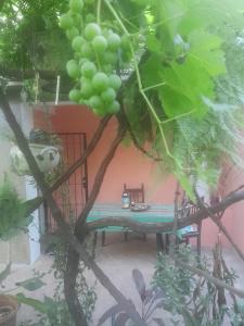 En have udenfor Aguaribay