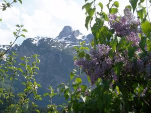 a mountain with purple flowers in the foreground at Haus Bergheimat in Abtenau