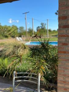 a couple of palm trees in front of a pool at Quinto Elemento in Miramar