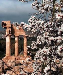 a tree with white flowers in front of a temple at Alfa Quadro in Agrigento