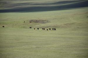a group of horses grazing in a field at Nomad Equestrian Stable in Dzuunmod +1 photo