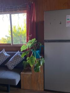 a plant sitting on a table next to a refrigerator at Cabaña entre mares Huelmo in Puerto Montt