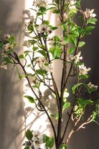a tree with white flowers in a vase at CITY FLATS - Avenida Baleares in Valencia
