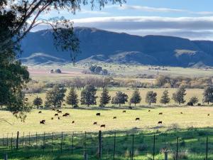 eine Rinderherde, die auf einem Feld mit Bergen im Hintergrund weidet in der Unterkunft La Casa del Molino in Sierra de la Ventana + 16 Fotos