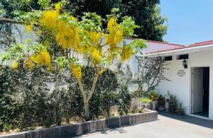 ein Baum mit gelben Blüten an der Seite eines Gebäudes in der Unterkunft Casa Hotel Marchel in Tequila