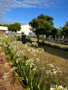 Un jardín con flores blancas en el césped. en Gratitude Wellness Village - The Cottages, en Droëvlakte