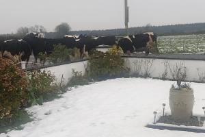 Zvířata v prázdninového domu nebo okolí