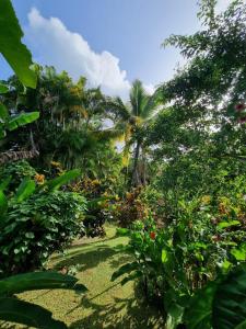 a garden with tropical plants and palm trees at Wonderland Villa in Petit-Bourg
