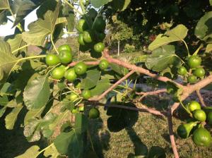 a bunch of green fruit growing on a tree at Quinta dos Castanheiros - Turismo Rural in Negreda
