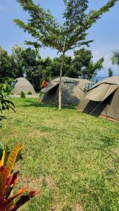 Homa BayArch-Villa Resort&Camping Site Mfangano Island的一群在田野里树的帐篷