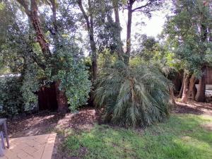 a small palm tree in a yard with trees at Ocean Oasis Rosebud in Rosebud