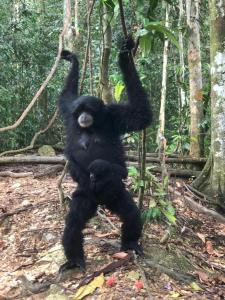 a black bear standing on its hind legs in the woods at Jungle and River View in Bukit Lawang
