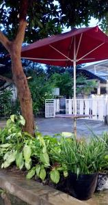 a red umbrella sitting next to a bunch of plants at Homestay larangga in Bima