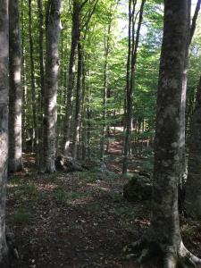 Príroda v okolí apartmánu