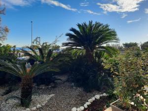 un grupo de palmeras en un jardín en Casa Dormio, en Monopoli
