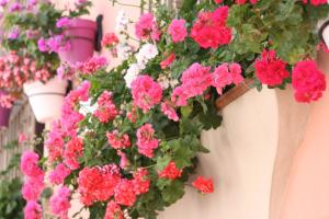 a bunch of pink flowers in a pot on a wall at Apartamentos Turísticos Casa de La Borrega in Estepona