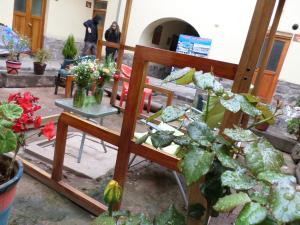 a group of potted plants in a room at OkiDoki Cusco Hostal in Cusco