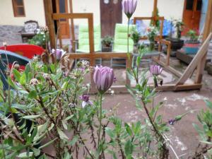 a group of purple flowers in a yard at OkiDoki Cusco Hostal in Cusco