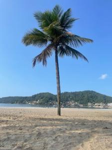 a palm tree sitting on a sandy beach at salaliving 405 in São Vicente
