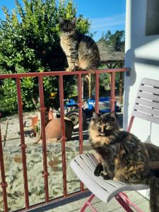 O animal ou animais de estimao com os hspedes em Quinta Quatro Ventos