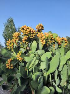 Um jardim no exterior de Quinta Quatro Ventos
