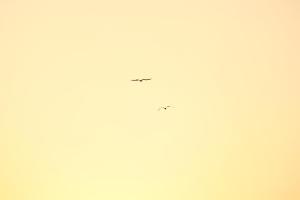 two birds flying in the sky at LA LOMA LINDA, Bungalows, Yoga and Feldenkrais, STARLINK INTERNET in Zipolite