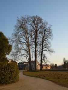 a tree with no leaves on it next to a road at B&B Giardino Jappelli (Villa Ca' Minotto) in Rosà