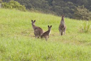 a group of kangaroos standing in a field at Wilderberry Cottage in Berry