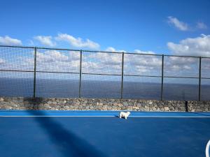 a white cat laying on a tennis court at Estudios kylie y Evelyn in Santa Cruz de Tenerife