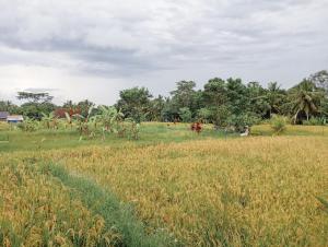 Zahrada ubytování Maha House Mid of Ricefields
