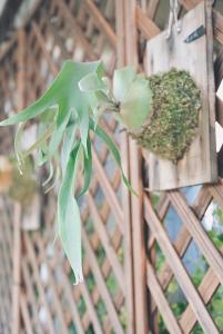 Φωτογραφία από το άλμπουμ του Old wooden window bungalow B&B σε Tainan