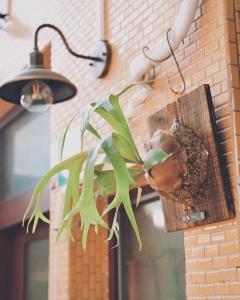 Φωτογραφία από το άλμπουμ του Old wooden window bungalow B&B σε Tainan