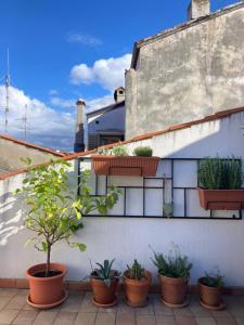 a row of potted plants on the side of a wall at Charmantes Altstadthaus mit Dachterrasse in Muggia